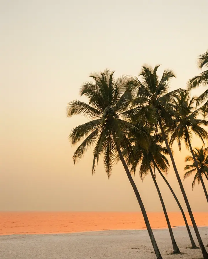Palms leaning over an empty Goan beach at golden hour.